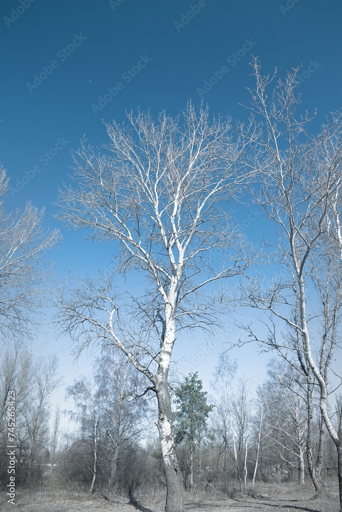 White trees White trees
