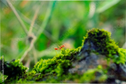 Ant is walking on green moss . close up ant 