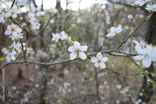 frühling photo