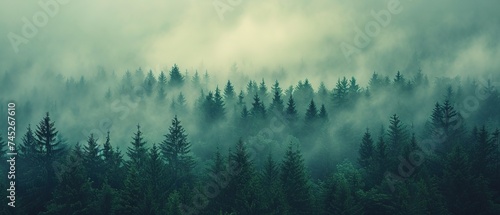 a forest filled with lots of green trees covered in a blanket of fog and smoggy skies with mountains in the distance #745267610