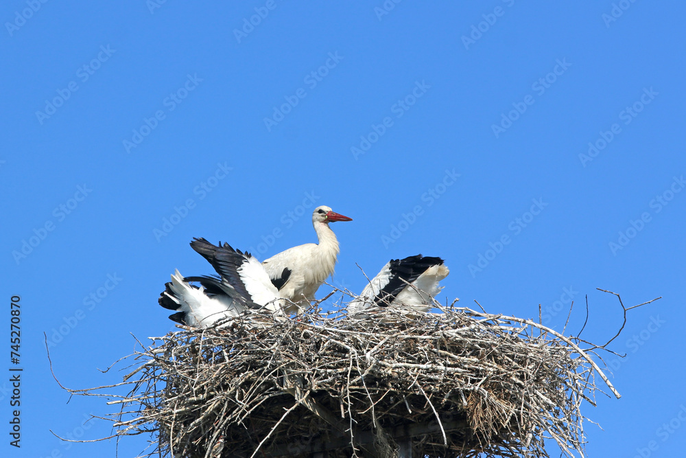Fototapeta premium White storks in their nest 