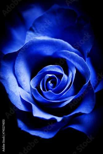 Natural blue rose on grayish background