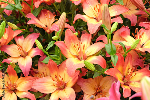 Εκτύπωση καμβά Pink and yellow Asiatic Lily 'Heartstrings' in flower.