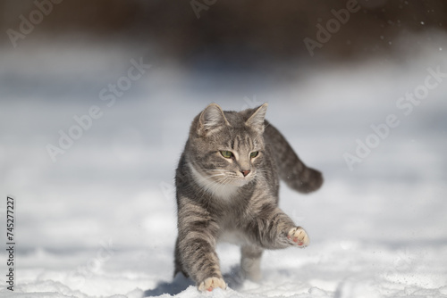 tabby cat playing in the snow in the yard of a home after a winter storm