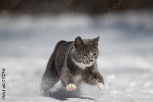 Gray and white cat playing in the snow in the yard of a home after a winter storm