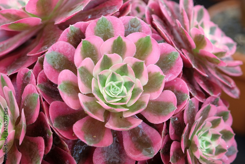 Pink and green variegated Aeonium 'Pink Witch' close up. © Alexandra