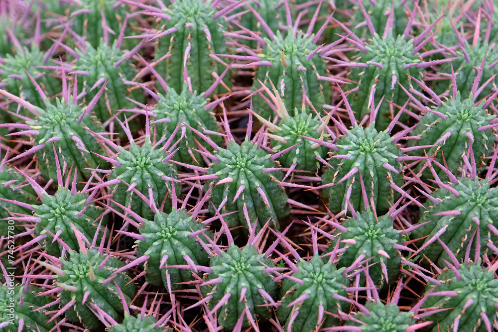 Green with purple spikes Euphorbia fimbriata, fringed spurge, close up. Green with purple spikes Euphorbia fimbriata, fringed spurge, close up.