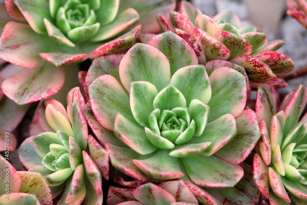 Pretty pink and green Aeonium 'Green Tea' close up. Pretty pink and green Aeonium 'Green Tea' close up.
