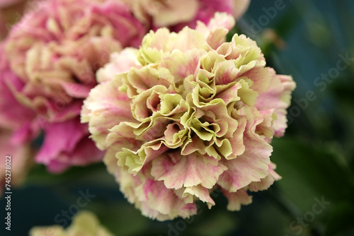 Pink and cream Carnation ÔWine Cover' in flower.
