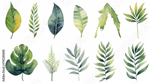 Set of watercolor illustrations with different green exotic leaves. Botanical illustration on white background for wedding, congratulations, wallpapers, fashion, backdrops, wrappers, print