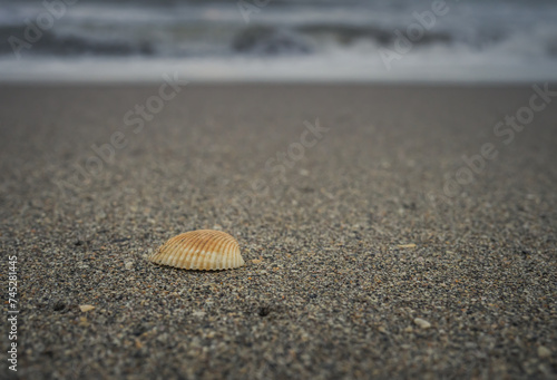 Single shell at low tide on the beach