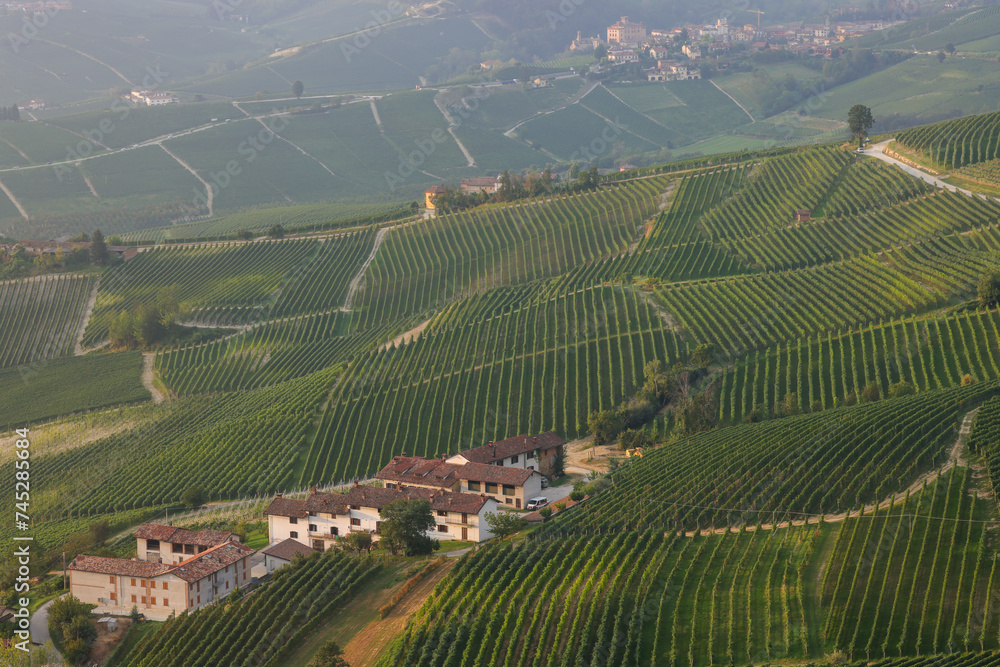 piedmontese hilly landscape with grapes and vines