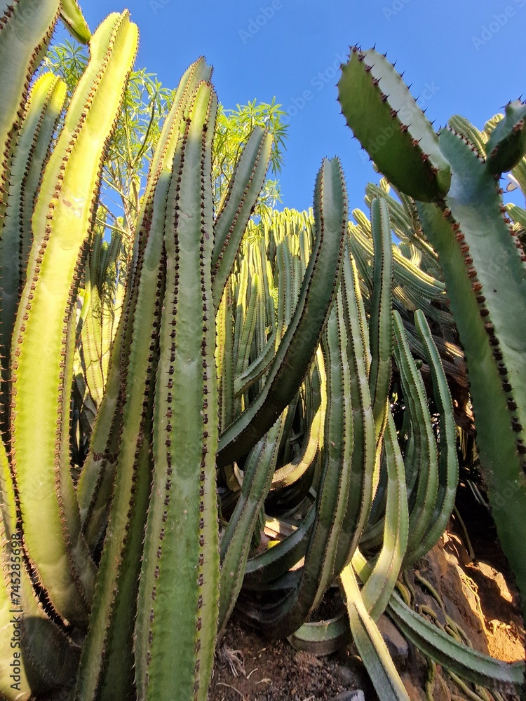 Large cactus against clear blue sky in Tenerife, Canary Islands, Spain Large cactus against clear blue sky in Tenerife, Canary Islands, Spain