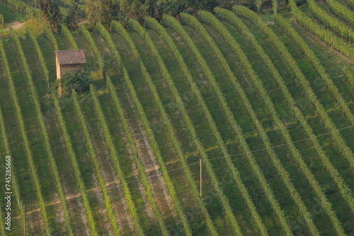 piedmontese vines in a row photo