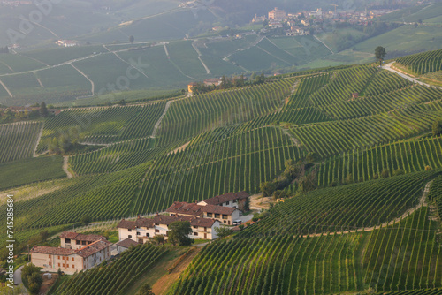 piedmontese hilly landscape with grapes and vines