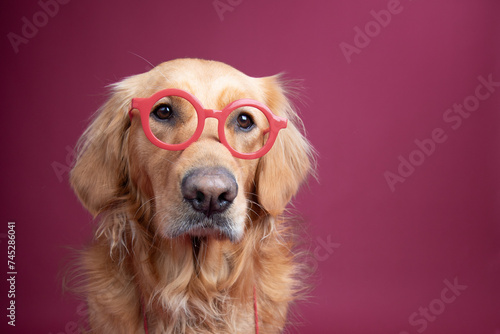 Portrait of a  golden retriever wearing glasses against a red background photo
