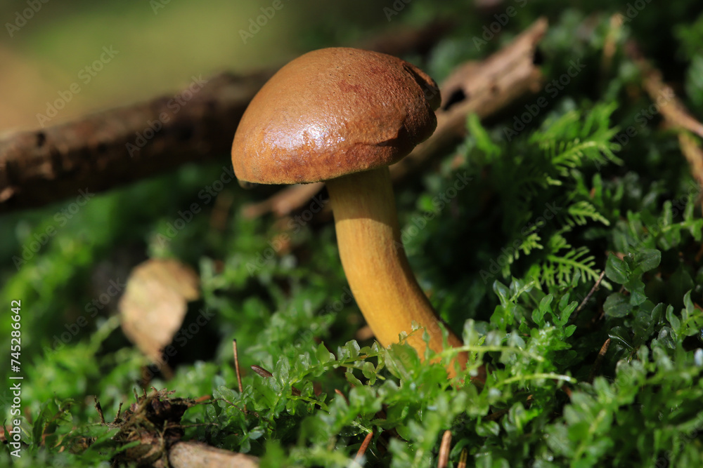 side view of a mushroom on the forest ground side view of a mushroom on the forest ground