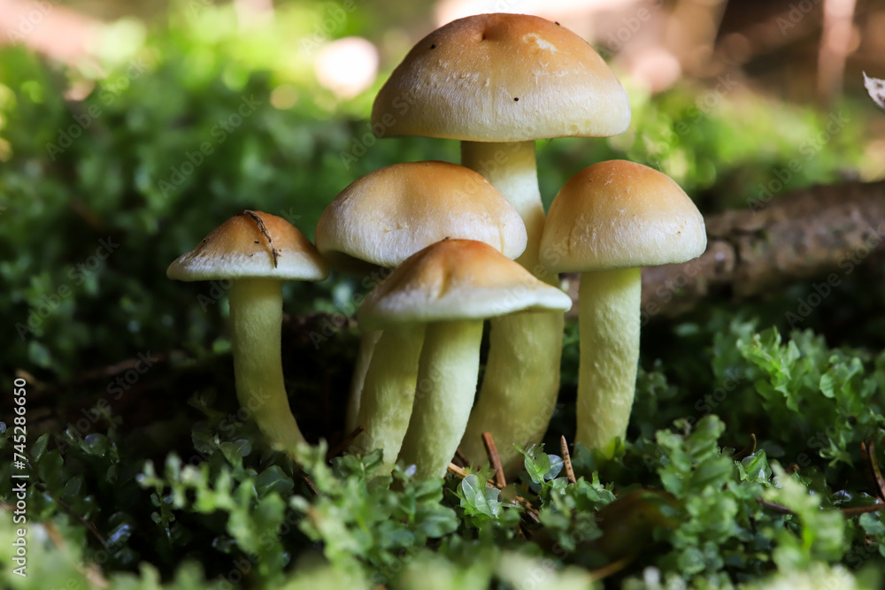 side view of a group of mushrroms on the mossy forest ground side view of a group of mushrroms on the mossy forest ground
