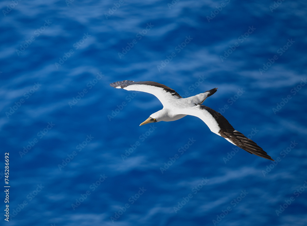 MAsked Booby flying over the blue ocean waves