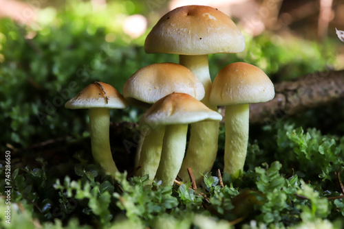 side view of a group of mushrroms on the mossy forest ground © Marcel