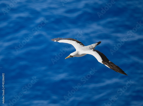 MAsked Booby flying over the blue ocean waves