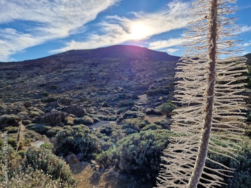 Dried skeleton of endemic plant Echium wildpretii in Teide National Park, Tenerife, Canary Islands, Spain photo