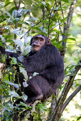 Adult chimpanzee, pan troglodytes, in the tropical rainforest of Kibale National Park, western Uganda. The park conservation programme means that some troupes are habituated for human contact. © Rixie