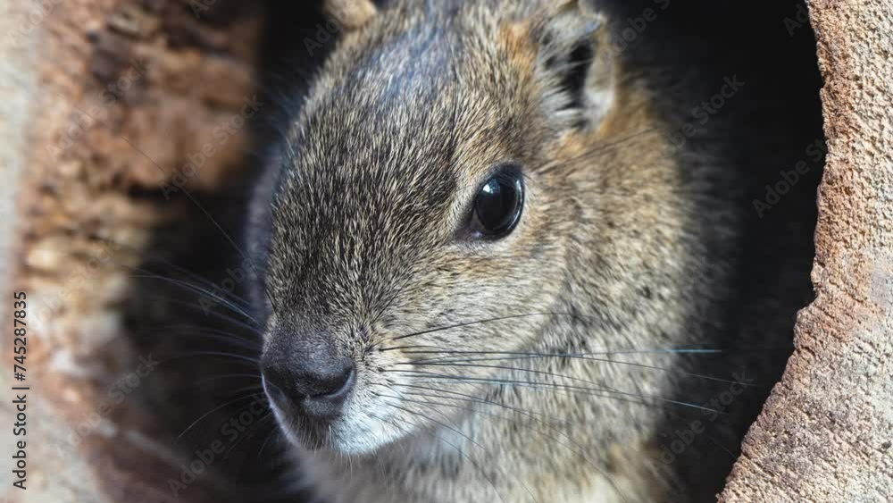 A desert ground squirrel resting in a hollow tree log A desert ground squirrel resting in a hollow tree log