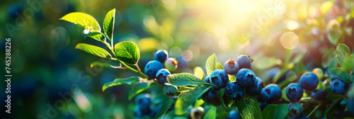 Sunrise illuminates ripe blueberries on a bush