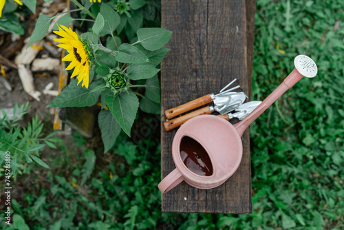 Overhead view of a watering can and gardening tools on a wooden bench by sunflowers in summer, Belarus photo
