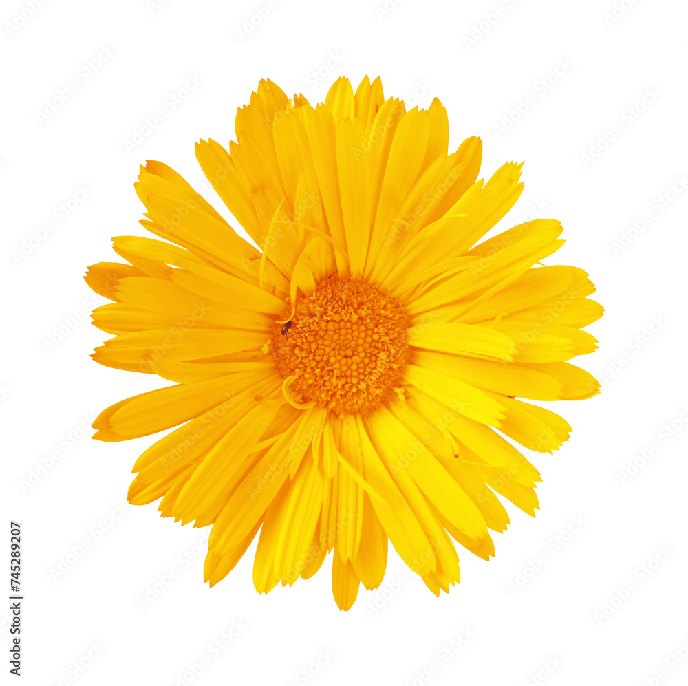 Calendula flower isolated on white background. Flat lay, top view. Calendula flower isolated on white background. Flat lay, top view.
