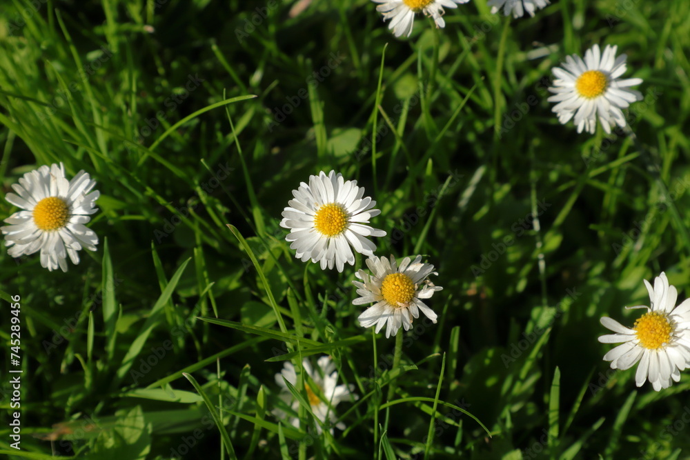 Fototapeta premium Daisy flowers at a wild lawn. Prästkrage in Swedish.