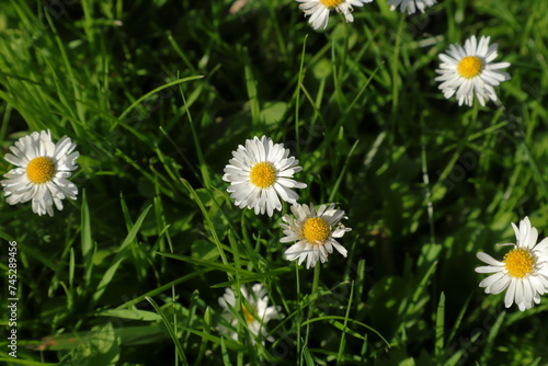 Daisy flowers at a wild lawn. Pr  stkrage in Swedish.