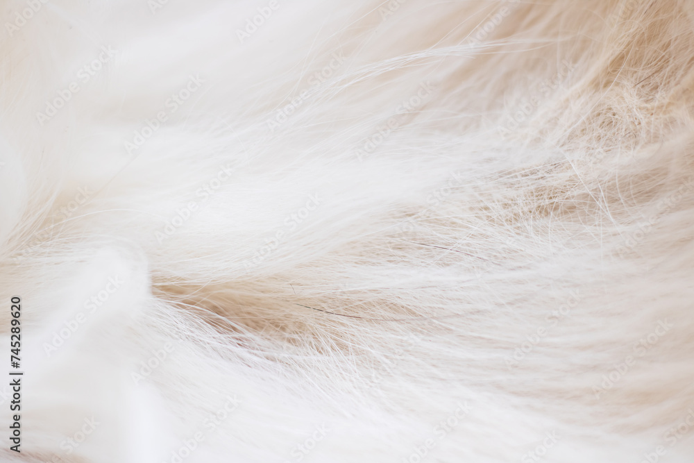 Grey animal fur closeup, background or texture Grey animal fur closeup, background or texture