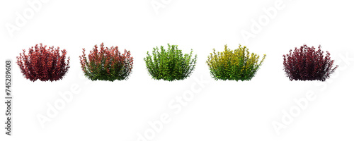 Berberis, barberry, bushes, shrubs, evergreen, small tree, bush, tree, big tree, light for daylight, easy to use, 3d render, isolated