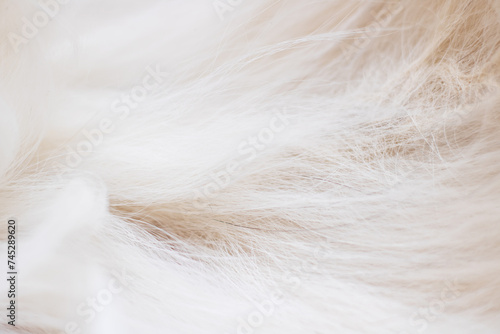 Grey animal fur closeup, background or texture