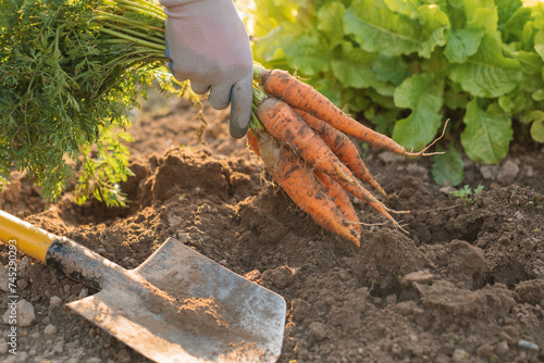 Close-up of a person digging up carrots in a vegetable garden, Belarus photo