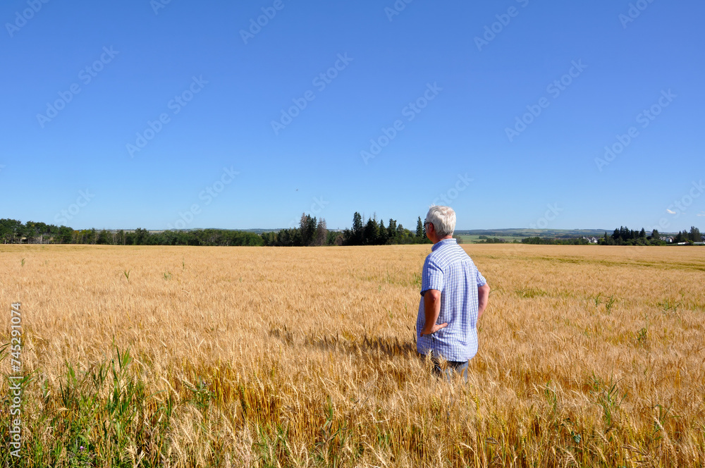 Man standing Waist Deep in a wheat field, British Columbia, Canada Man standing Waist Deep in a wheat field, British Columbia, Canada