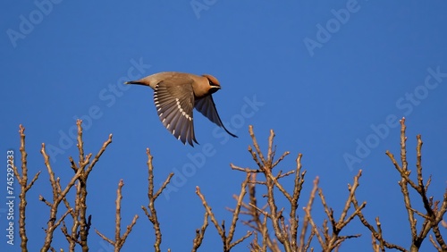 Bohemian waxwing (Bombycilla garrulus) photo