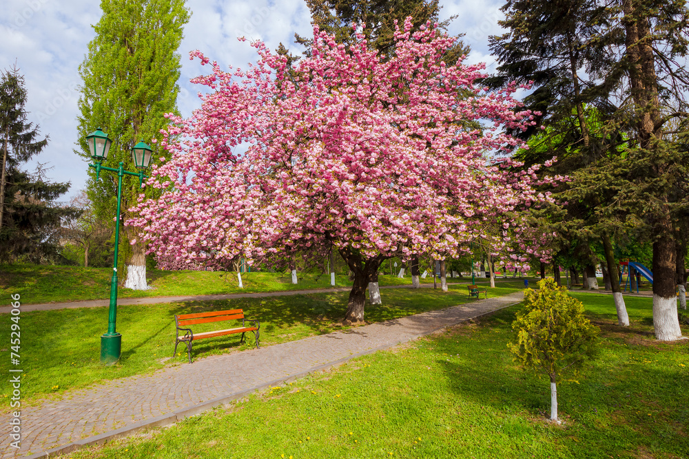 uzhgorod, ukraine - 26 apr 2015: masaryk square in spring. sakura tree in full blossom. wooden bench near the paved footpath under the pink cherry blossom on a sunny day uzhgorod, ukraine - 26 apr 2015: masaryk square in spring. sakura tree in full blossom. wooden bench near the paved footpath under the pink cherry blossom on a sunny day