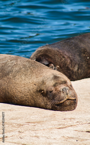 Sea lion sleeps peacefully while basking in summer sunshine