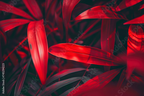 Abstract red striped of foliage from nature, detail of leaf textured background.