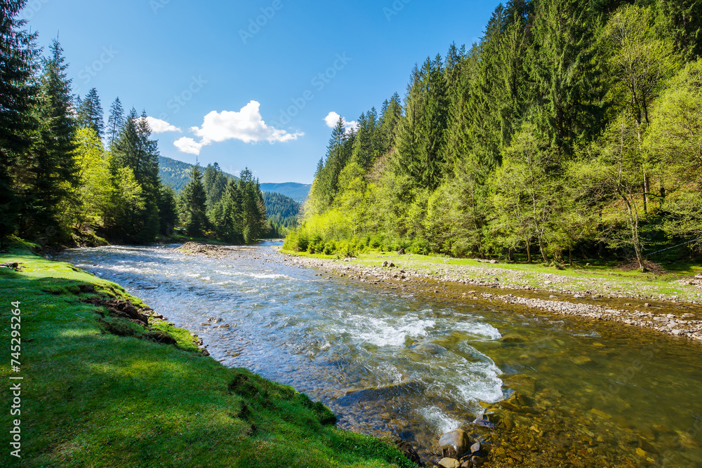 carpathian countryside scenery with river on a sunny day in spring. trees along shore and forest on the hill. mountainous landscape of ukraine beneath a blue sky with fluffy clouds