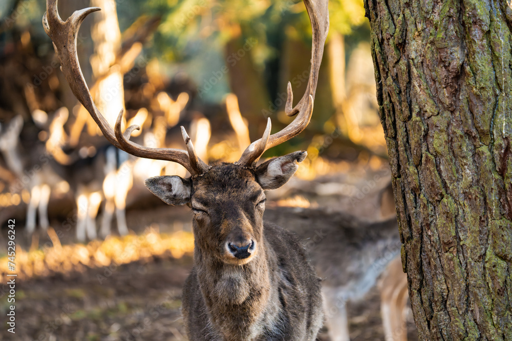 Deer buck in the sunlight of the golden hour Deer buck in the sunlight of the golden hour