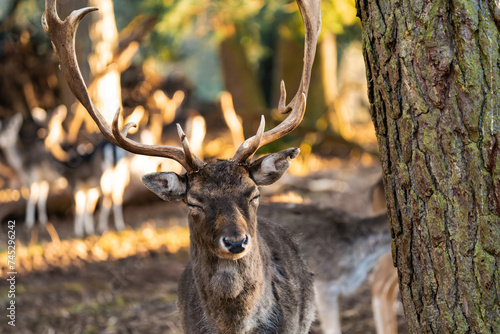 Deer buck in the sunlight of the golden hour