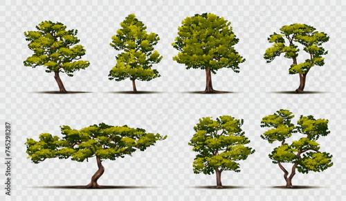 Oak tree. Apple green foliage, mango and olive forest landscape, fig branch and leaves silhouette, maple garden. Summer park, natural botany. Vector cartoon woods on transparent background