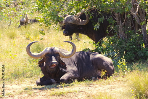 Cape Buffalo Resting