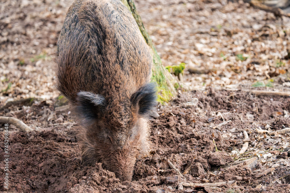 Wild boar digging in the dirt for some food Wild boar digging in the dirt for some food