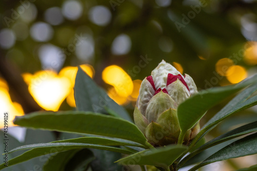 A bud of red rhododedron in the greenhouse photo