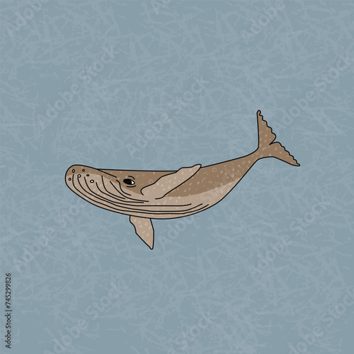 Humpback whale in the ocean. An animal of Antarctica. Cartoon hand drawn outline character with texture